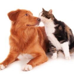 dog-with-calico-cat-1024x853
