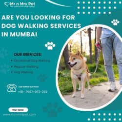 Dog Walking Services in Mumbai