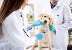 Vet Disinfectant