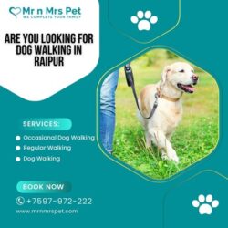 Dog Walking Services in Raipur