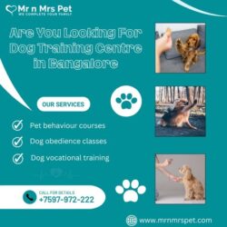 Dog Training Centre in Bangalore