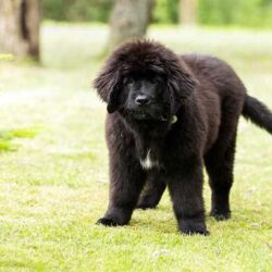 Newfoundland Puppies for Sale in Patna