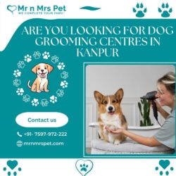 Dog Grooming Centres in Kanpur