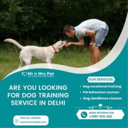 Dog Training Service in Delhi