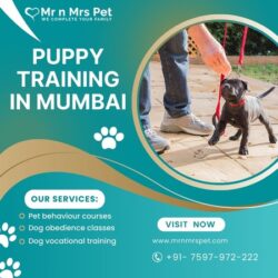 Puppy Training in Mumbai