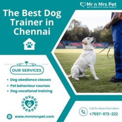 Dog Trainer in Chennai