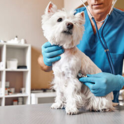 checking-the-breath-male-veterinarian-in-work-uniform-listening-to-the-breath-of-a-small-dog-640x427 (1)