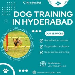 Dog Training in Hyderabad