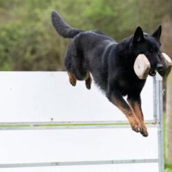 vonkebles dog traning image