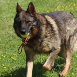 dog traning image with ball