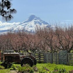 Mt Hood Wine Waterfall Tour 1