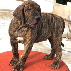 Presa Canario Puppies For Sale in Vijayawada