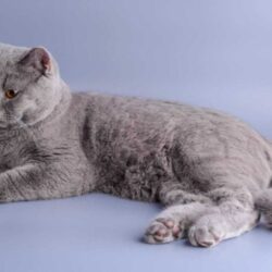 Russian Blue Kitten in Madurai