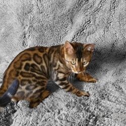 Bengal Kitten in Imphal