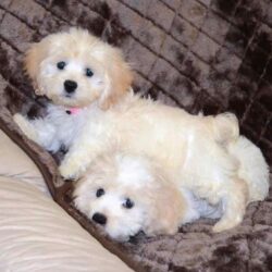 Cockapoo Puppies For Sale in Vijayawada