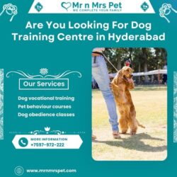 Dog Training Centre in Hyderabad