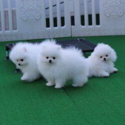 Toy Pom Puppies For Sale in Vijayawada