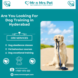 Dog Training in Hyderabad