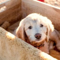 San Diego Goldendoodle