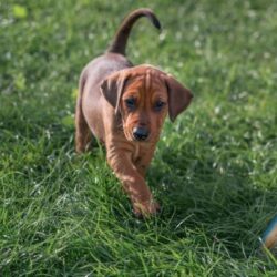 Rhodesian Ridgeback Puppies for Sale in Bhubaneswar