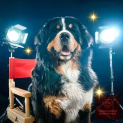 Bernese Mountain Dog breeder in West Coast