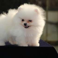 Toy Pomeranian Puppies for Sale