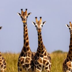 giraffes-7708392_1280