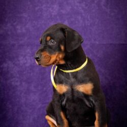 European Doberman Puppies For Sale in Vijayawada