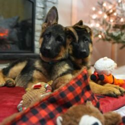 German Shepherd Puppies for Sale in New Jersey