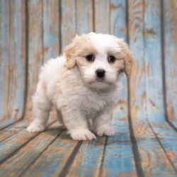 Cavapoo Puppies for Sale in Panipat