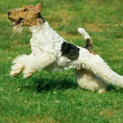 Fox Terrier Wire Puppies for Sale in Delhi