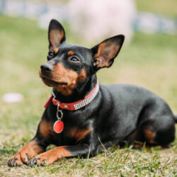 Miniature Pinscher Puppies for Sale in Indore