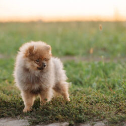 Toy Pom Puppies for Sale