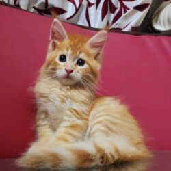 Maine Coon Kitten in Rohtak