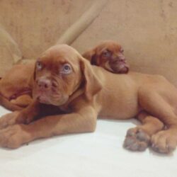 French Mastiff Puppies For Sale in Vijayawada