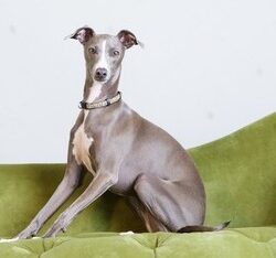 Greyhound Puppies For Sale in Vijayawada