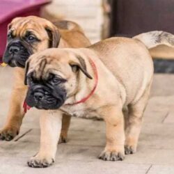 Bullmastiff Puppies For Sale in Vijayawada