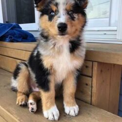 Australian Shepherd Puppies For Sale in Coimbatore