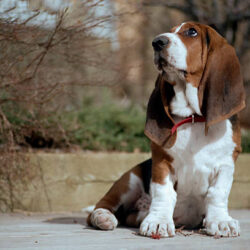 Basset Hound Puppies for Sale