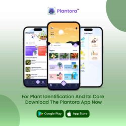 Plant Identification and Care (1)