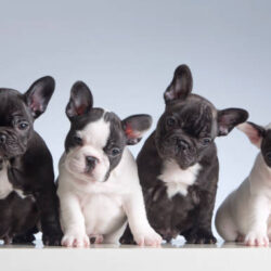 French Bulldog Puppies for Sale