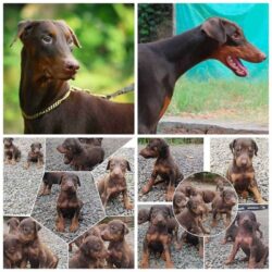 Doberman Pinscher Puppies For Sale in Vijayawada