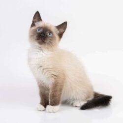 Siamese Kitten in Rohtak