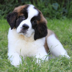 Saint Bernard Puppies