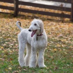 Afghan Hound Puppies For Sale in Guwahati