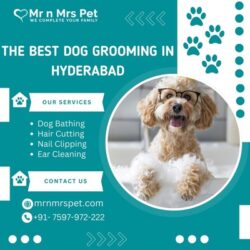 Dog Grooming in Hyderabad