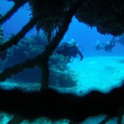 Cozumel Reef Diving