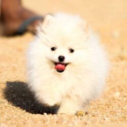 Toy pomeranian Puppies for Sale in Panipat