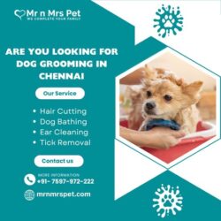 Dog Grooming in Chennai