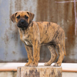 Presa Canario Puppies